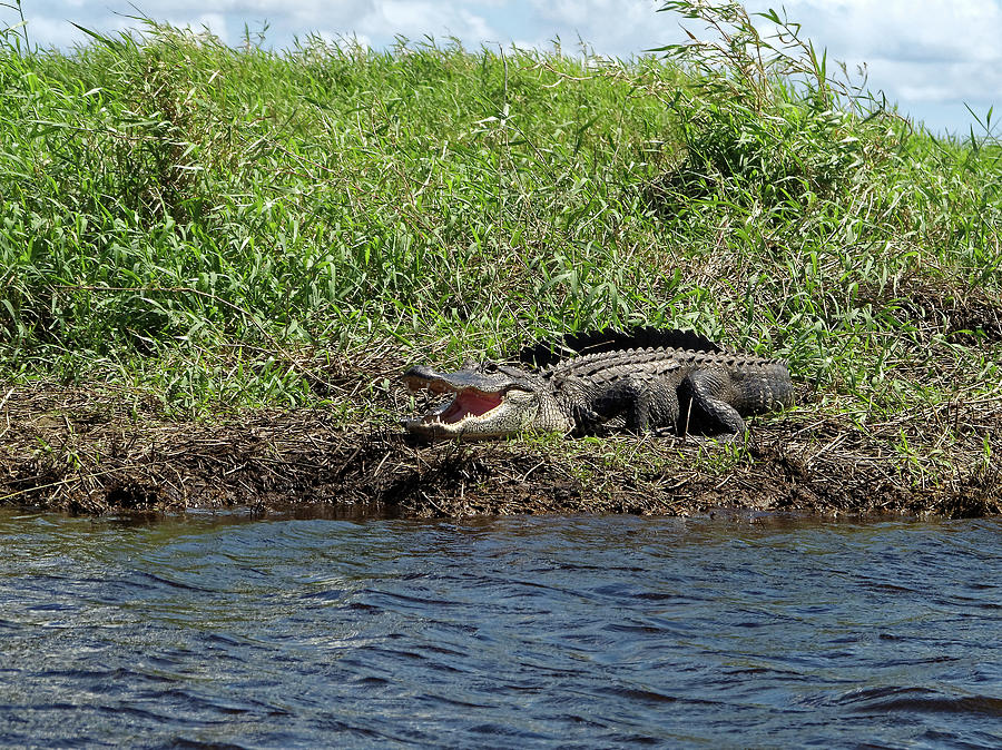 Happy Gator Photograph by Sally Weigand