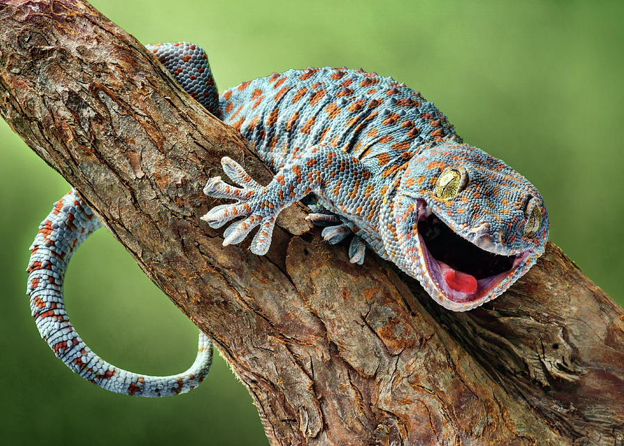 Happy Gecko Photograph by Nikolyn McDonald