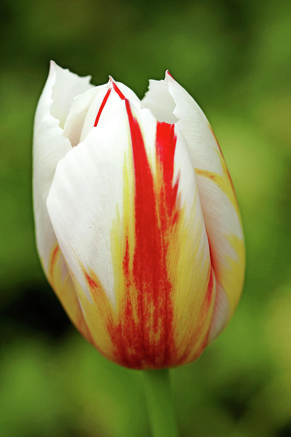 Happy Generation Tulip Photograph by Debbie Oppermann