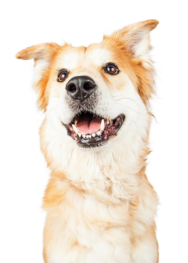 Happy Golden Retriever Crossbreed Dog Looking Up Photograph