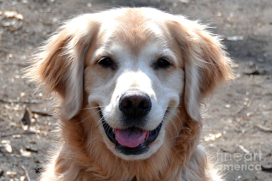 Happy Golden Retriever Photograph by Merrilyn Parry