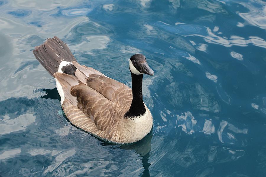 Happy Goose Photograph By Brenda Henley Fine Art America