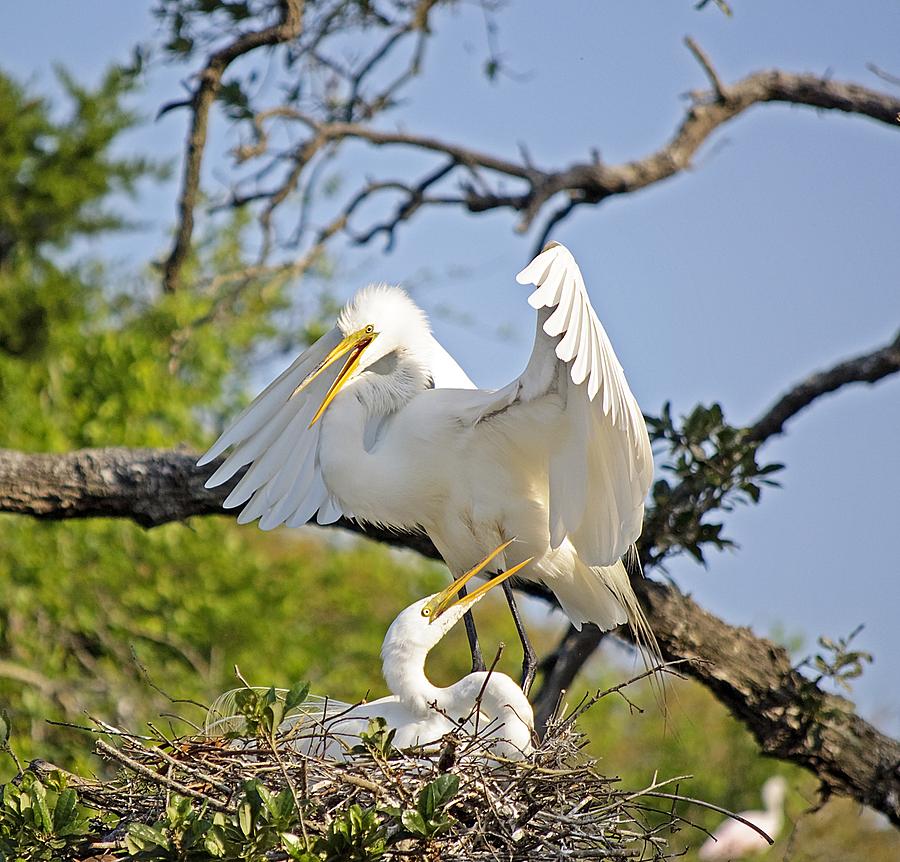 Happy Great Egret Couple Photograph by Kenneth Albin
