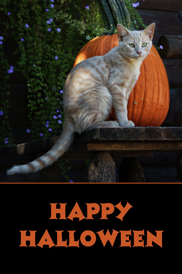 Cat Photograph - Happy Halloween - Cat - Pumpkin by Nikolyn McDonald