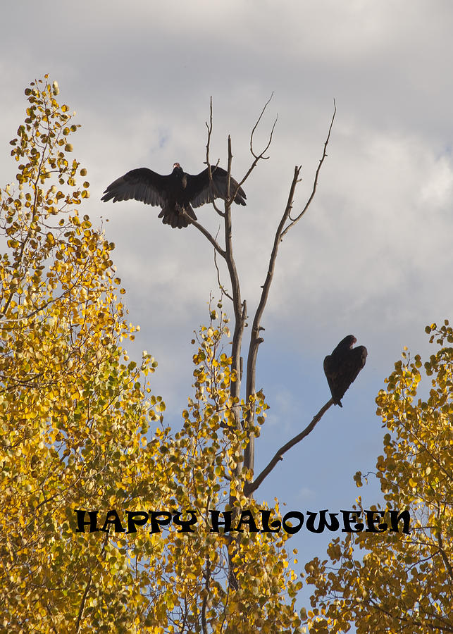 Happy Halloween Photograph by Daniel Hebard