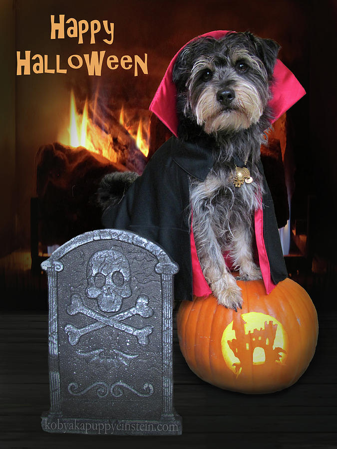 Halloween Vampire Dog Photograph by Kim Mobley