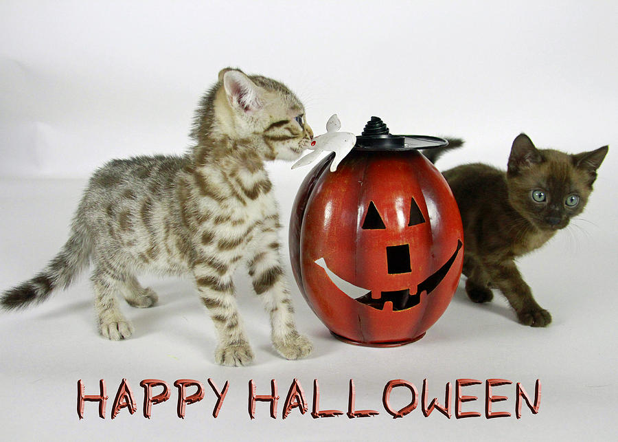 Happy Halloween Photograph by Shoal Hollingsworth