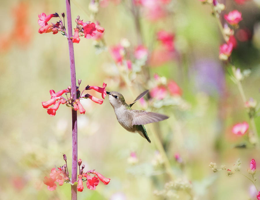Happy Happy Hummingbird  Photograph by Saija Lehtonen
