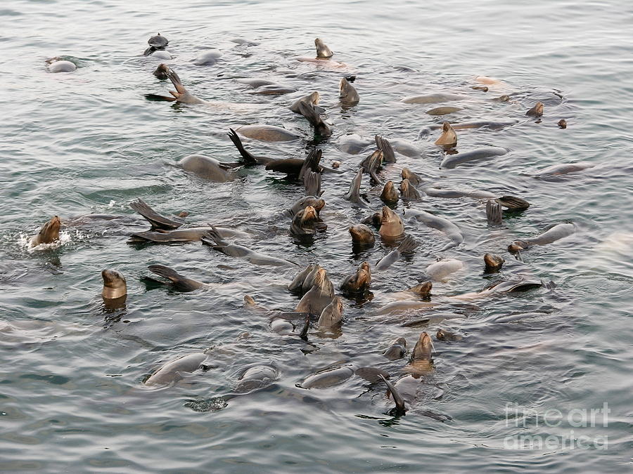 Happy Harbour Seals Photograph by Carol Groenen