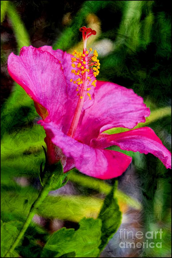 Happy Hibiscus Photograph by Clare Bevan