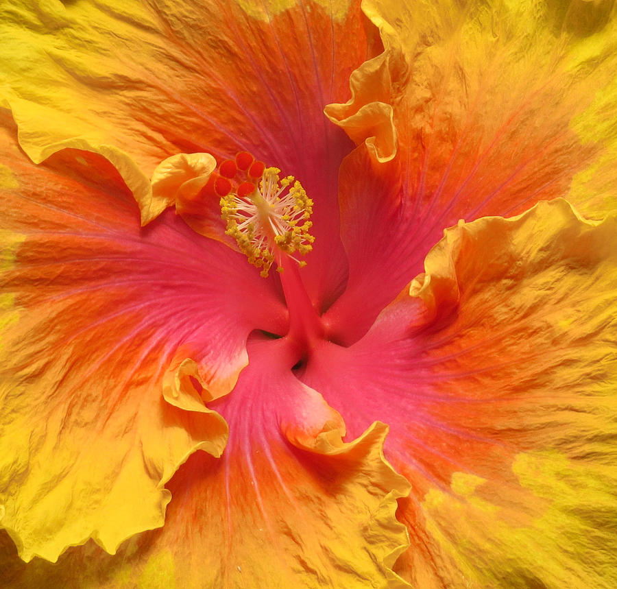 Happy Hibiscus Photograph by MTBobbins Photography