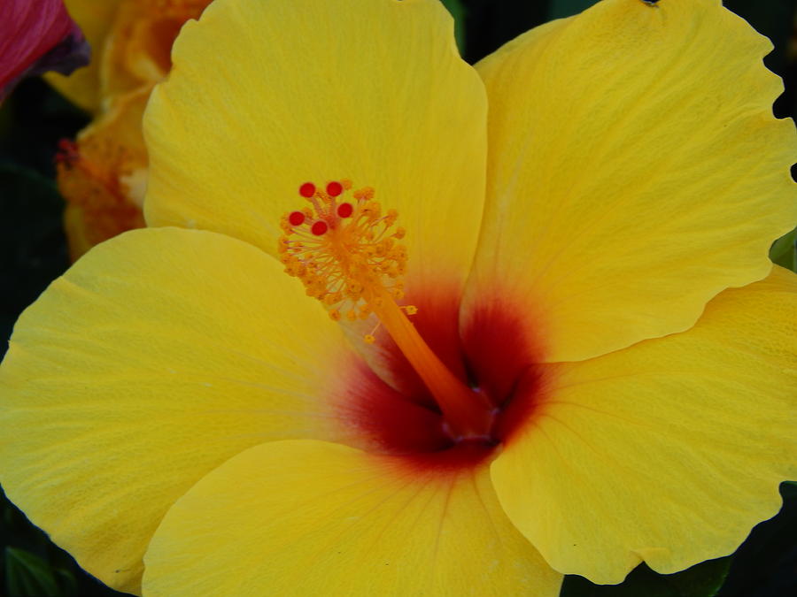 Happy Hibiscus Photograph by Susan Ince