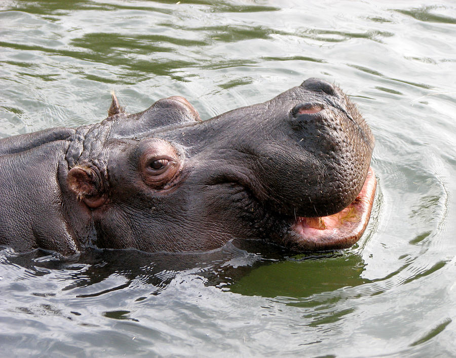 Happy Hippo Photograph by Helaine Cummins