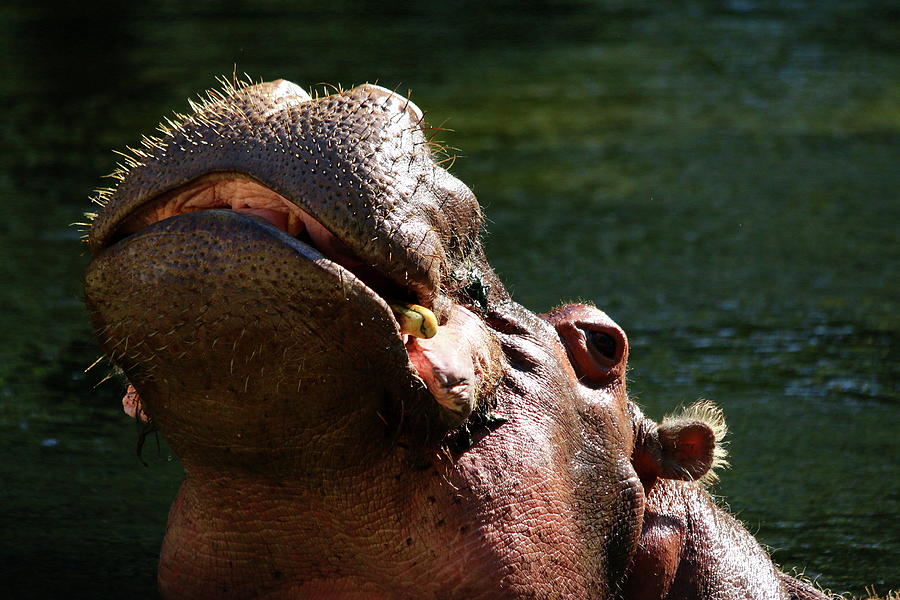 Happy Hippo Photograph by Christiane Schulze Art And Photography