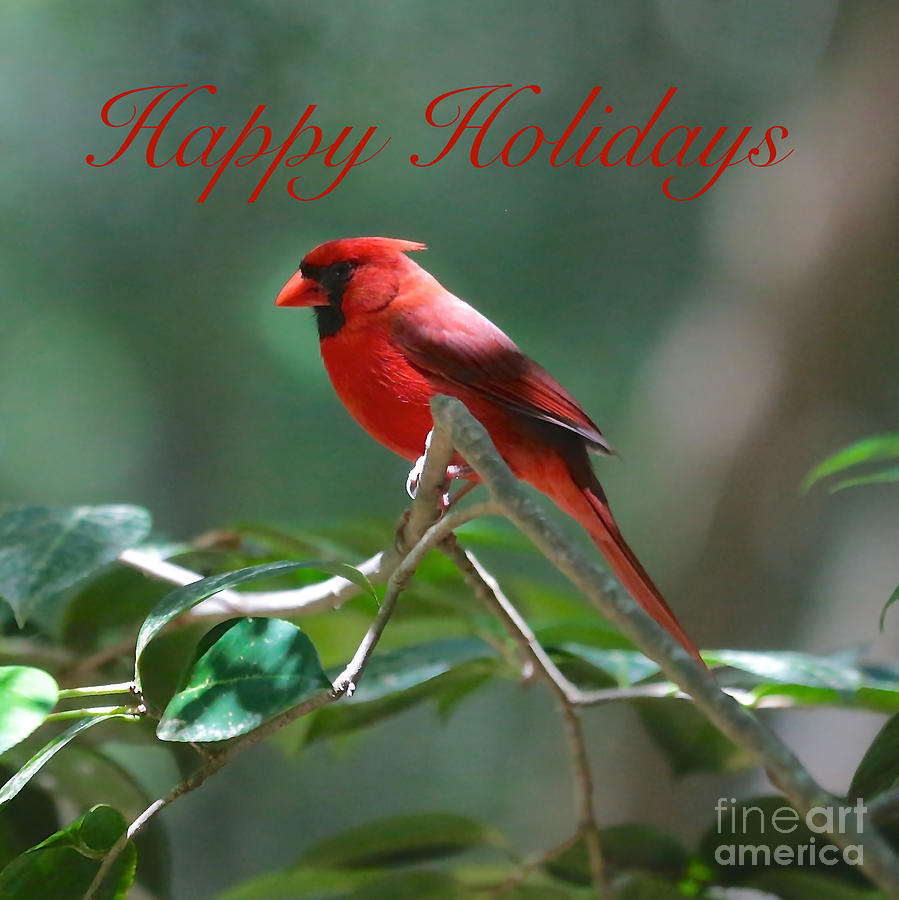 Happy Holidays Cardinal Square Photograph by Carol Groenen