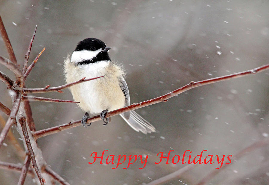 Happy Holidays Chickadee Photograph by Debbie Oppermann