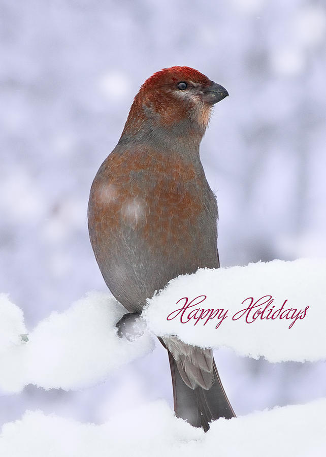 Christmas Photograph - Happy Holidays Christmas bird card by Maggie Terlecki