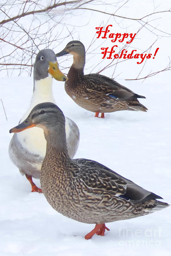 Happy Holidays Ducks Photograph