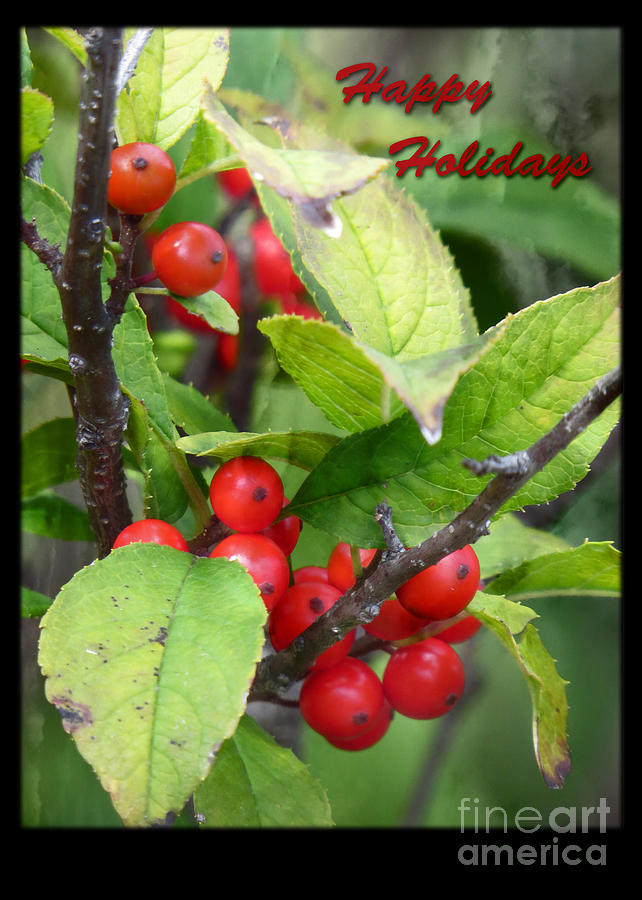 Happy Holidays Red Berries Photograph by Dawn Gari