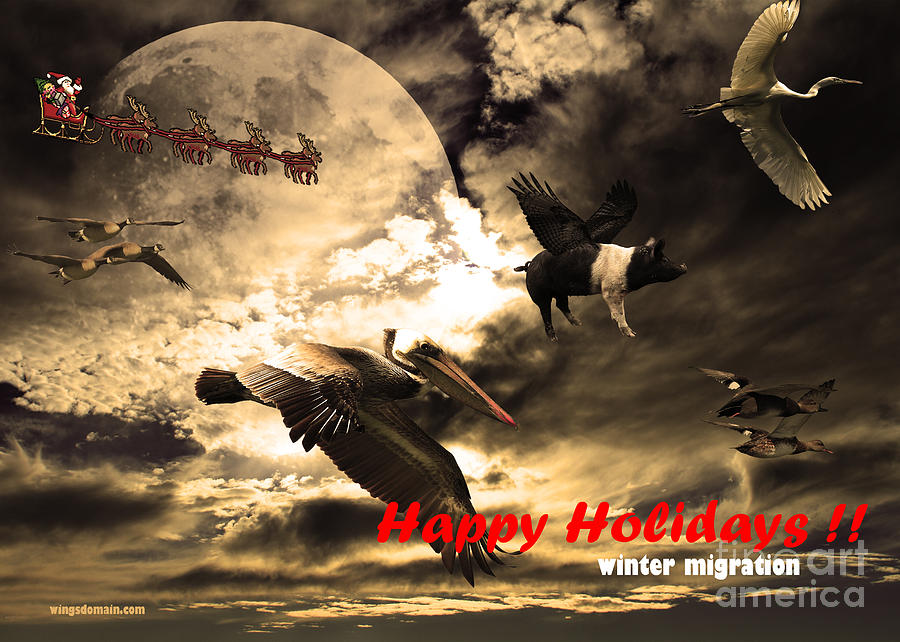Happy Holidays . Winter Migration Photograph by Wingsdomain Art and Photography