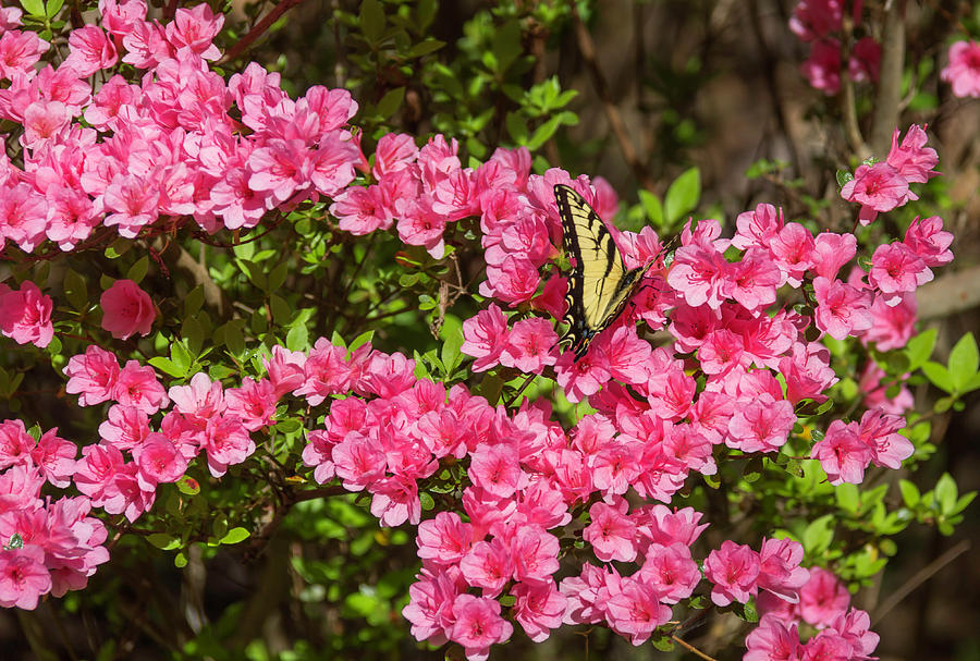 Happy Hollow Swallowtail Photograph by Teresa Mucha