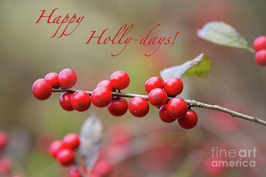 Happy Holly Days Greeting Card Photograph by Sharon McConnell