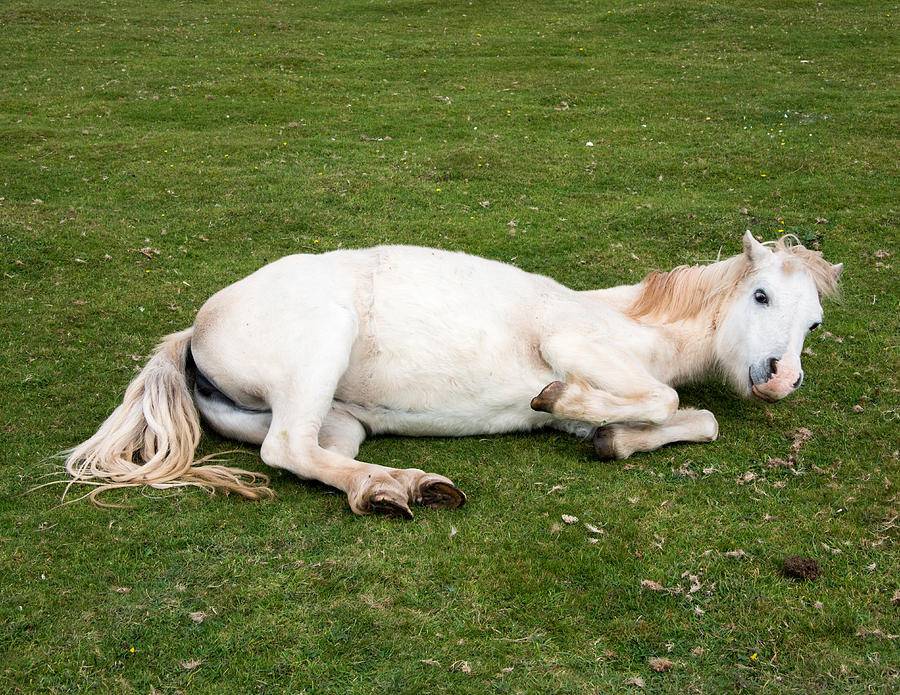 Happy Horse Photograph by Roy Pedersen