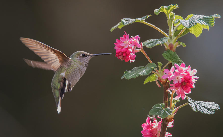 Happy Hummer Photograph by Angie Vogel