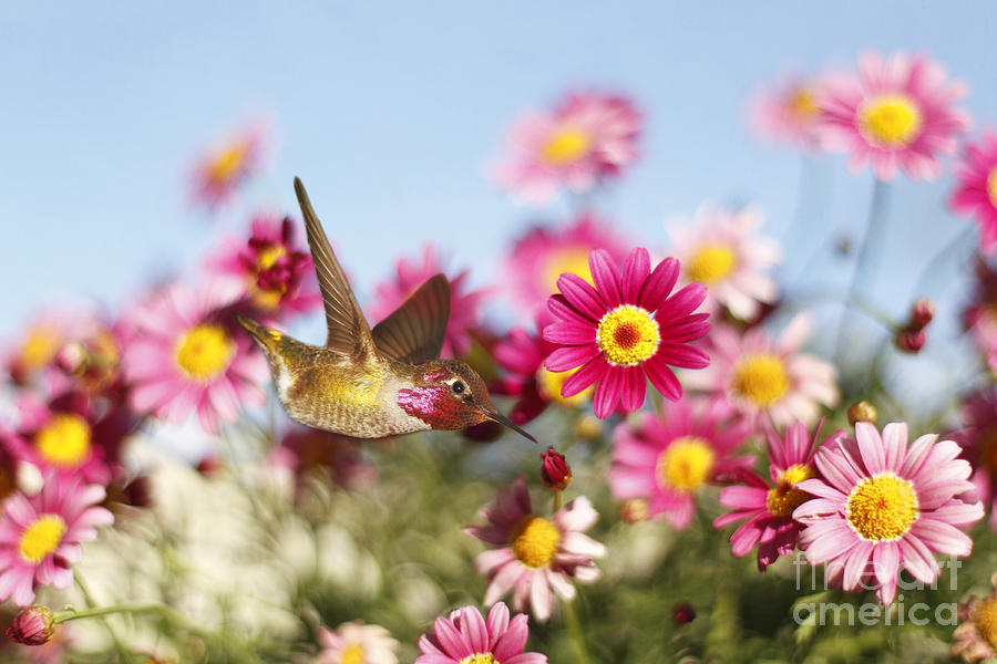 Happy Hummingbird Photograph by Susan Gary