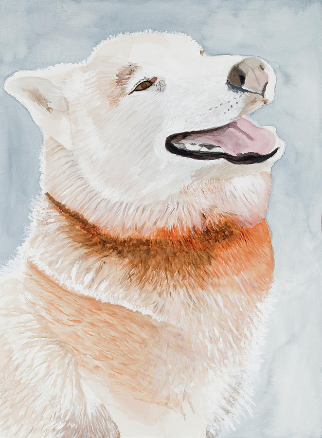 Dog Painting - Happy Husky by Marcella Morse