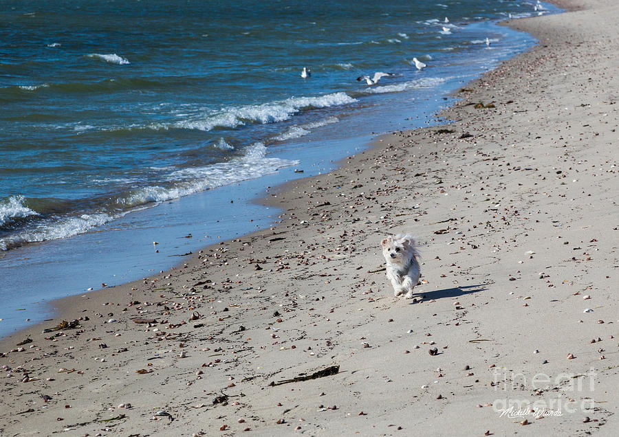 Nature Photograph - Happy I Am by Michelle Constantine