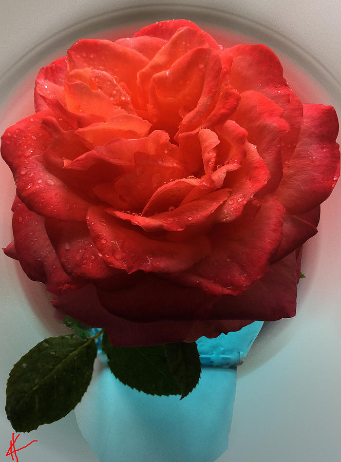 Happy July Rose  Photograph by Colette V Hera Guggenheim