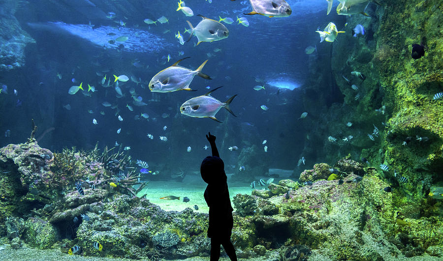 Happy kid observing fishes at a large aquarium Photograph by Miroslav ...