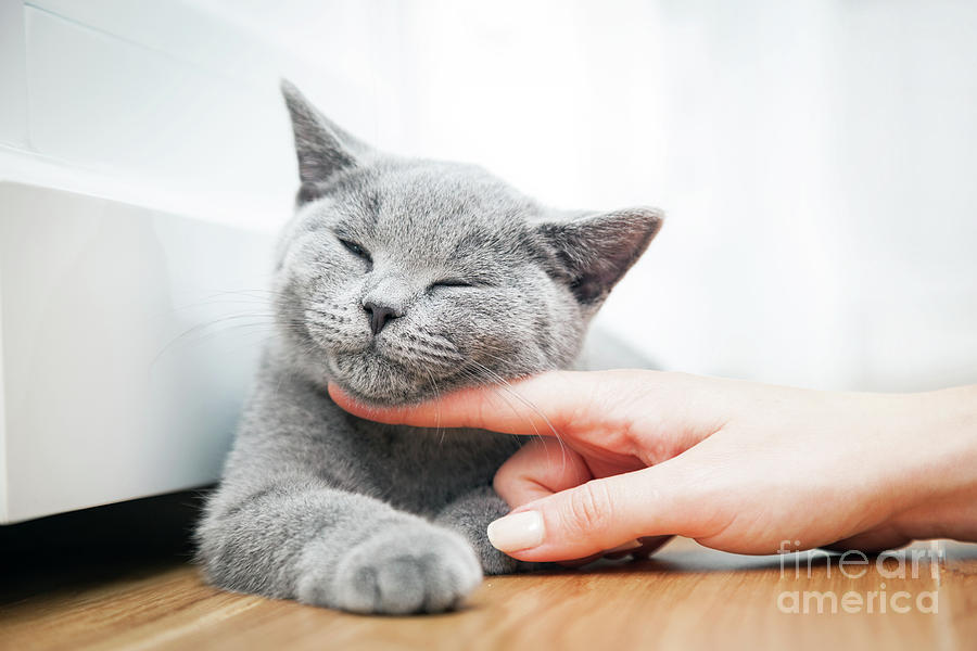 Happy kitten likes being stroked by womans hand. Photograph by Michal Bednarek