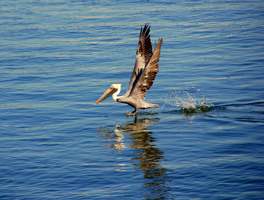 Happy Landing Pelican Photograph by Susanne Van Hulst