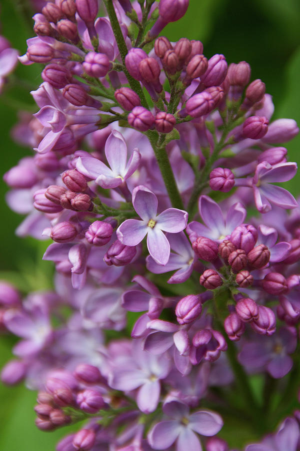 Happy Lilacs Photograph by Rebekah Zivicki