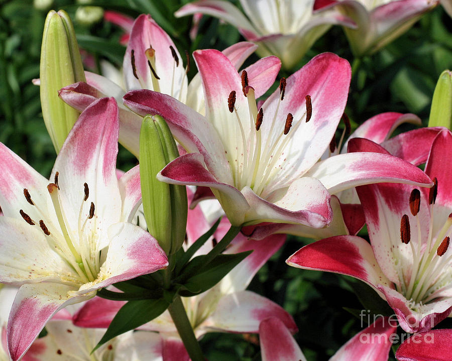Happy Lilies Photograph by Smilin Eyes Treasures