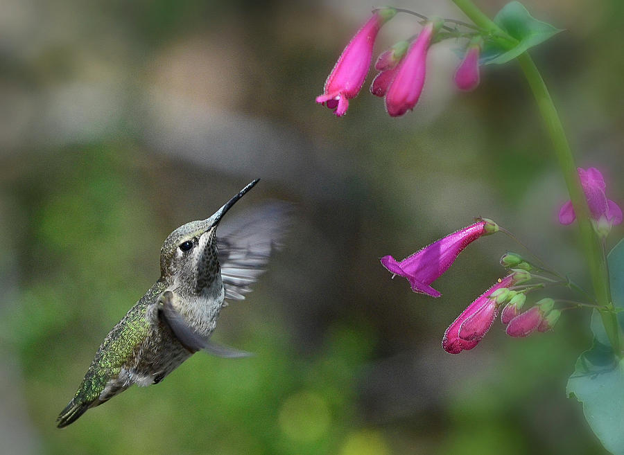 Happy Little Annas Hummingbird  Photograph by Saija Lehtonen