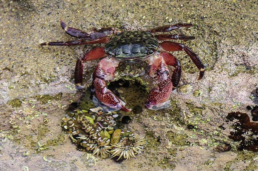 Happy Little Crab Photograph by Brandy Little