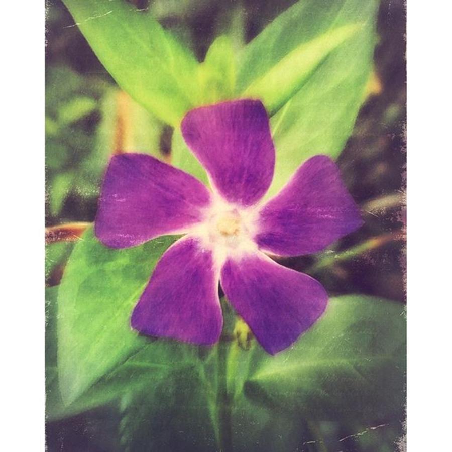 Happy Little Periwinkle Flower #iphone6 Photograph by Joan McCool