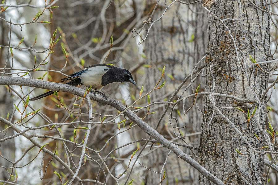 Happy Magpie In Spring Photograph by Yeates Photography