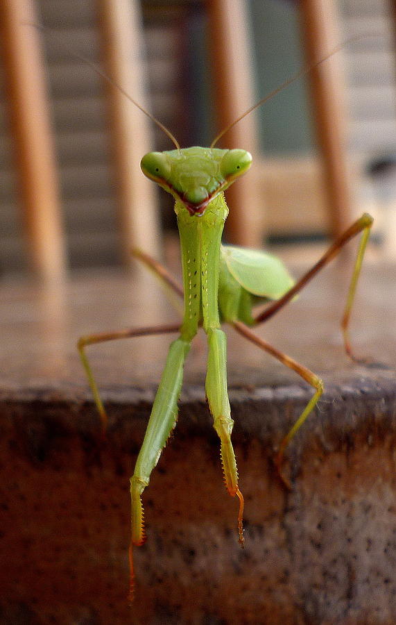 Happy Mantis Photograph by Dianne Pettingell - Fine Art America