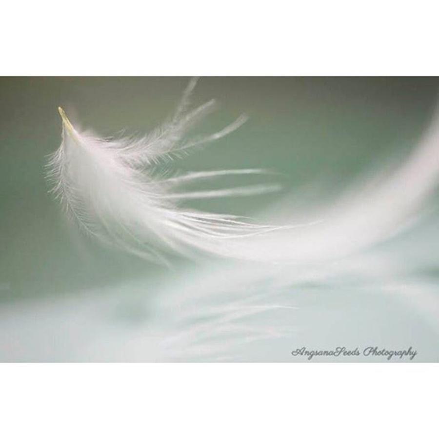 Whitefeather Photograph - Happy March! hello Is On Its Way To by Ivy Ho