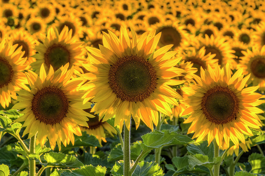 Sunflower Photograph - Happy by Mark Kiver