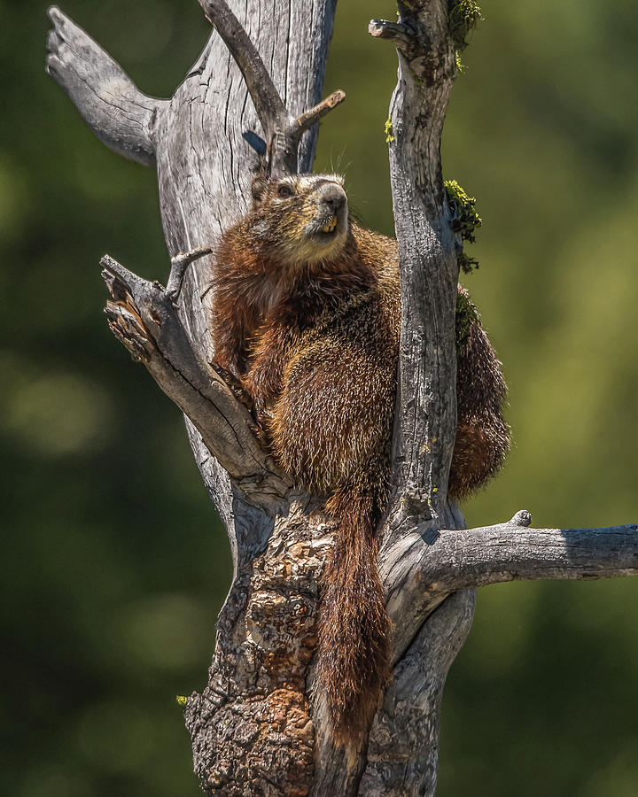 Happy Marmot In Spring Photograph by Yeates Photography
