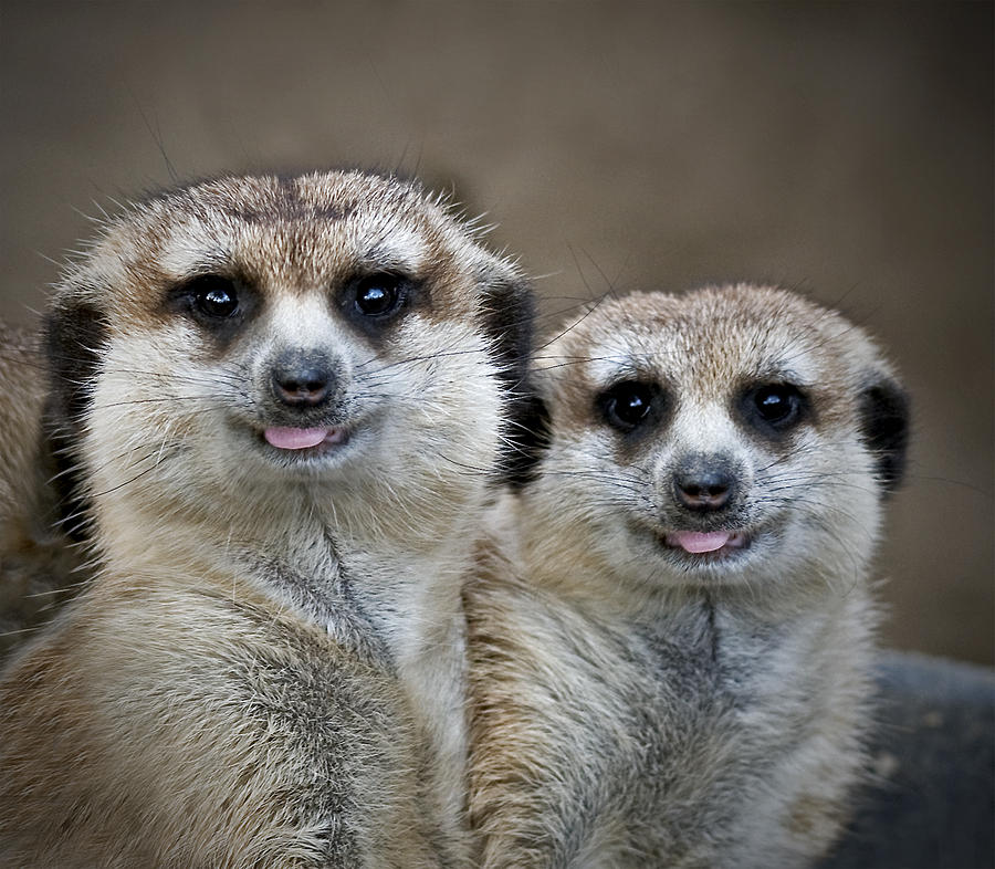 Happy Meerkats Photograph by Thanh Thuy Nguyen