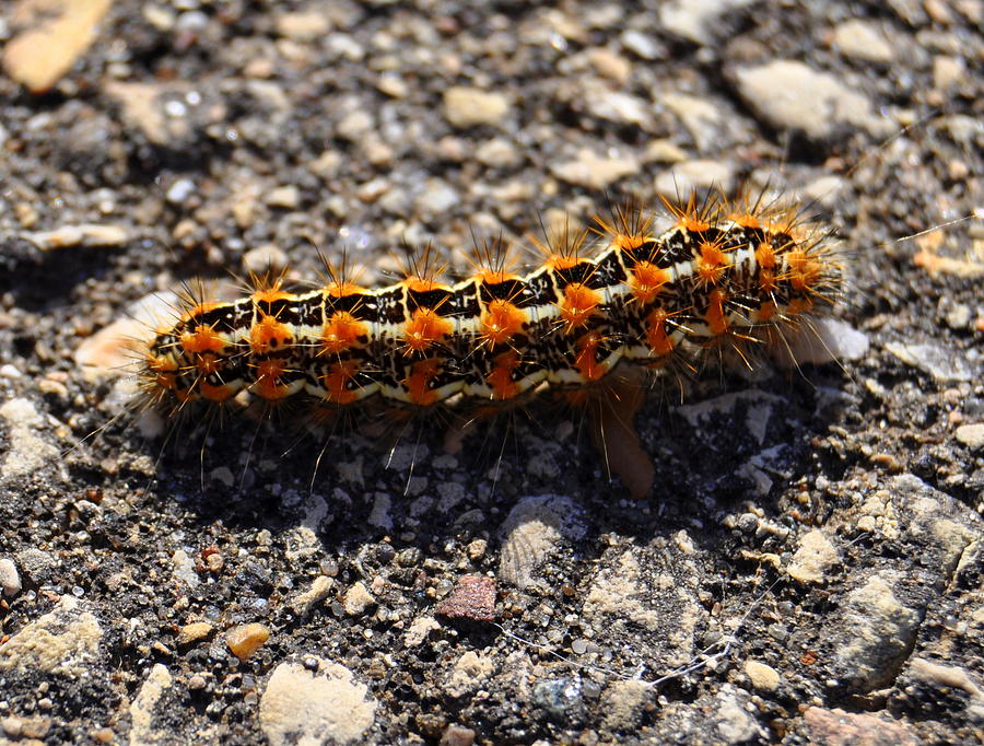 Caterpillar Photograph - Happy by Melanie Guest Caterpillar Photograph - Happy by Melanie Guest