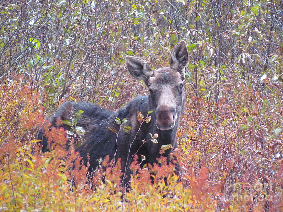 Happy Moose Photograph by Elizabeth Dow