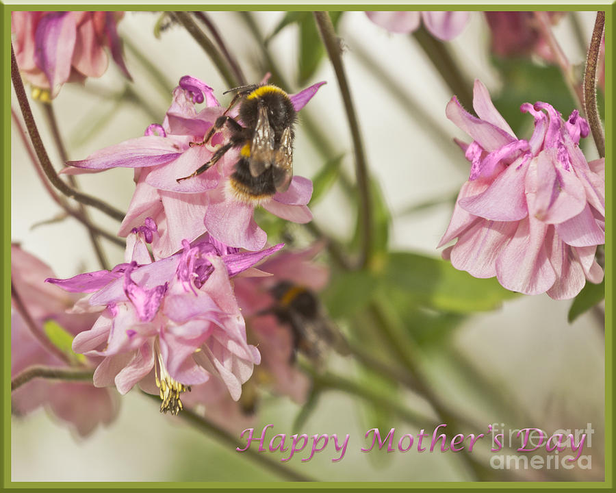 Happy Mothers Day Bee Photograph by Terri Waters
