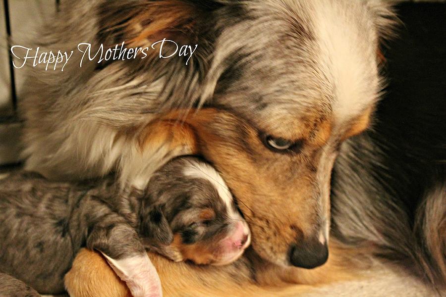 Happy Mothers Day Photograph